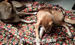 人狗交视频,温馨治愈的日常片段